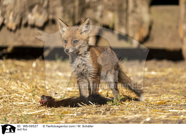 Rotfuchs / red fox / WS-09527