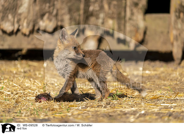 red fox / WS-09528