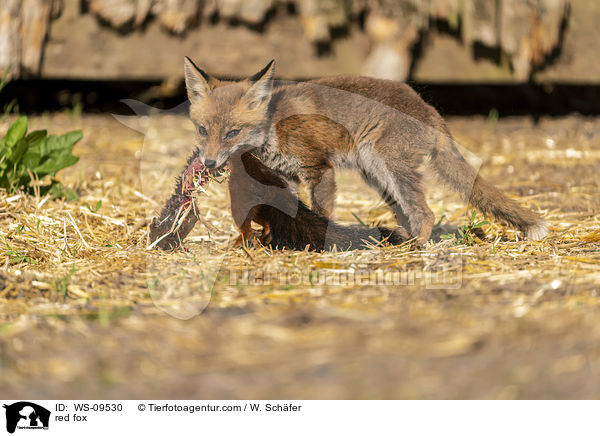 Rotfuchs / red fox / WS-09530