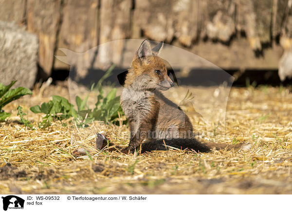red fox / WS-09532
