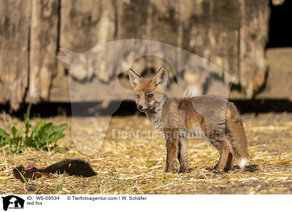 Rotfuchs / red fox / WS-09534