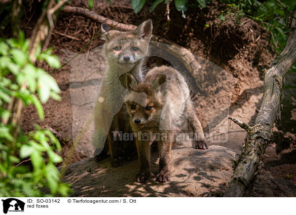 red foxes / SO-03142