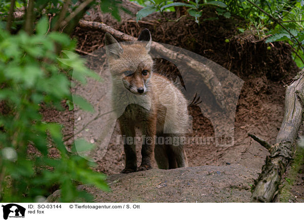 red fox / SO-03144