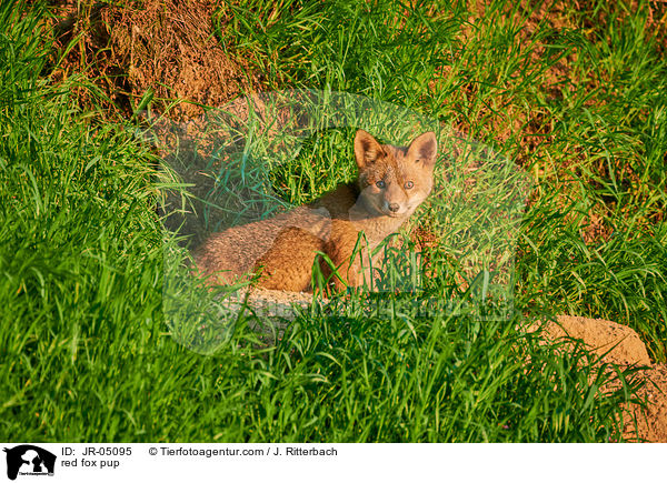 Rotfuchs Welpe / red fox pup / JR-05095