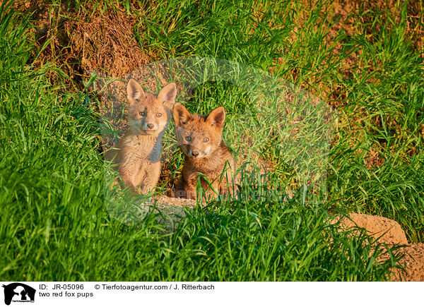 Zwei Rotfuchs Welpen / two red fox pups / JR-05096
