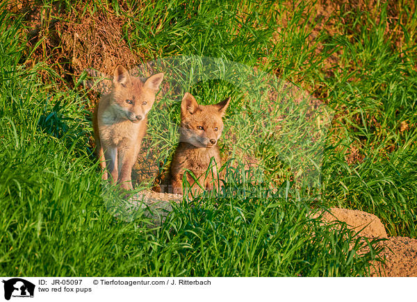 two red fox pups / JR-05097