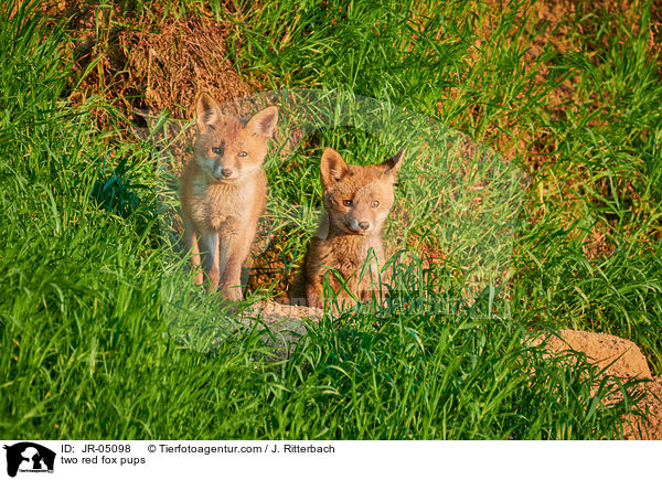 Zwei Rotfuchs Welpen / two red fox pups / JR-05098