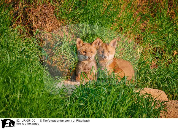 Zwei Rotfuchs Welpen / two red fox pups / JR-05100