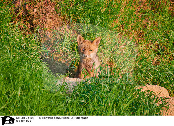 Rotfuchs Welpe / red fox pup / JR-05101