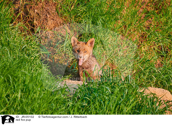 Rotfuchs Welpe / red fox pup / JR-05102