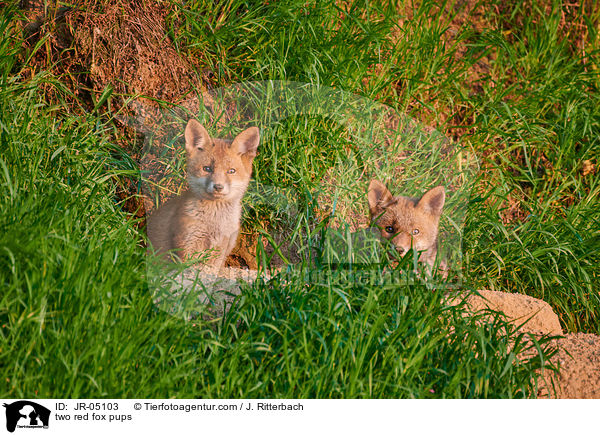 Zwei Rotfuchs Welpen / two red fox pups / JR-05103