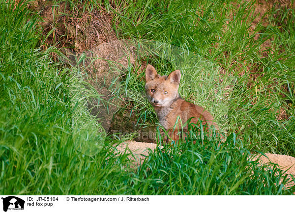 Rotfuchs Welpe / red fox pup / JR-05104
