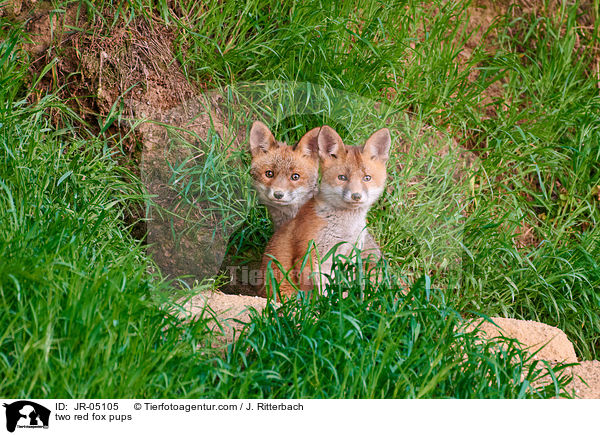 Zwei Rotfuchs Welpen / two red fox pups / JR-05105