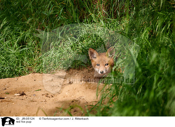 Rotfuchs Welpe / red fox pup / JR-05124