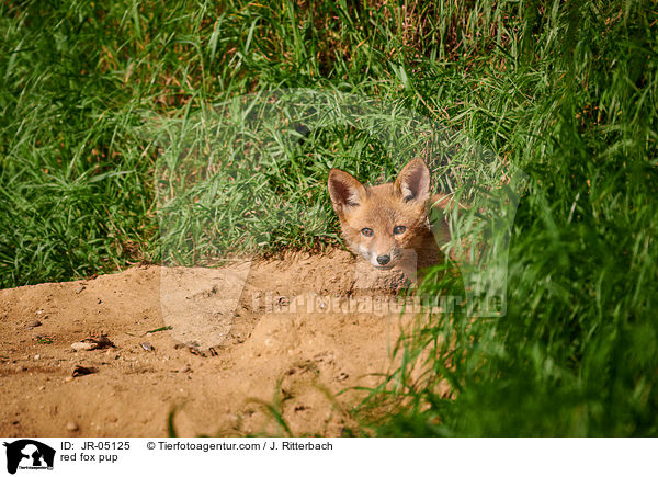 Rotfuchs Welpe / red fox pup / JR-05125