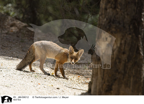 Rotfuchs / red fox / JM-09612
