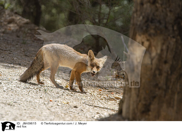 Rotfuchs / red fox / JM-09615