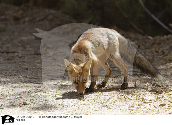 Rotfuchs / red fox / JM-09619