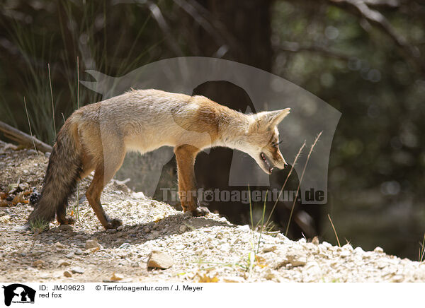 red fox / JM-09623