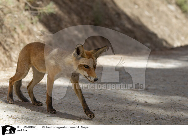 Rotfuchs / red fox / JM-09628