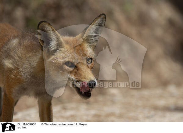 Rotfuchs / red fox / JM-09631
