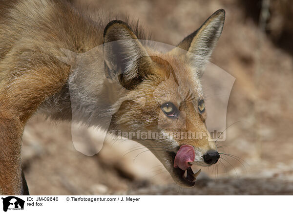 red fox / JM-09640