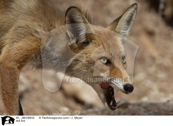 Rotfuchs / red fox / JM-09642