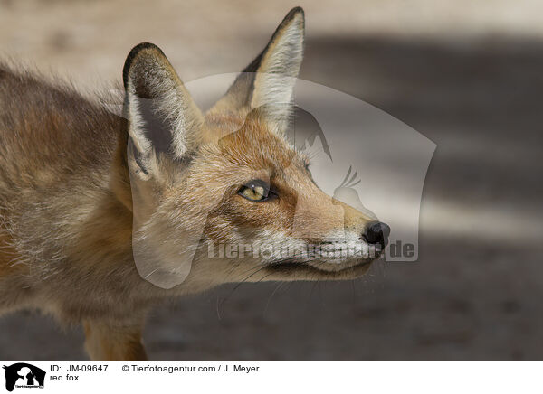 red fox / JM-09647