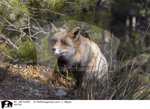 Rotfuchs / red fox / JM-10409