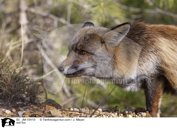 Rotfuchs / red fox / JM-10410