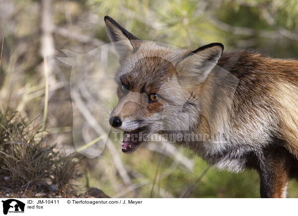 Rotfuchs / red fox / JM-10411