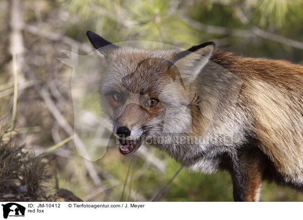 Rotfuchs / red fox / JM-10412
