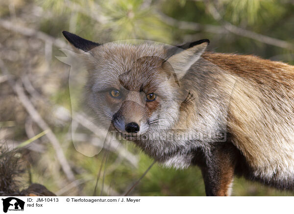 Rotfuchs / red fox / JM-10413