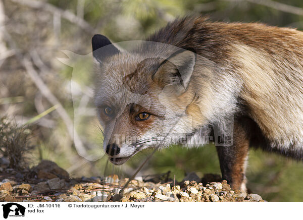 Rotfuchs / red fox / JM-10416