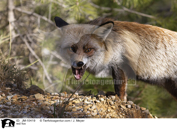 Rotfuchs / red fox / JM-10419
