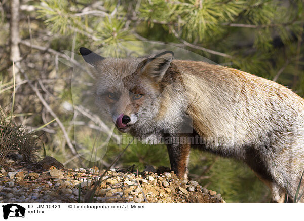Rotfuchs / red fox / JM-10421