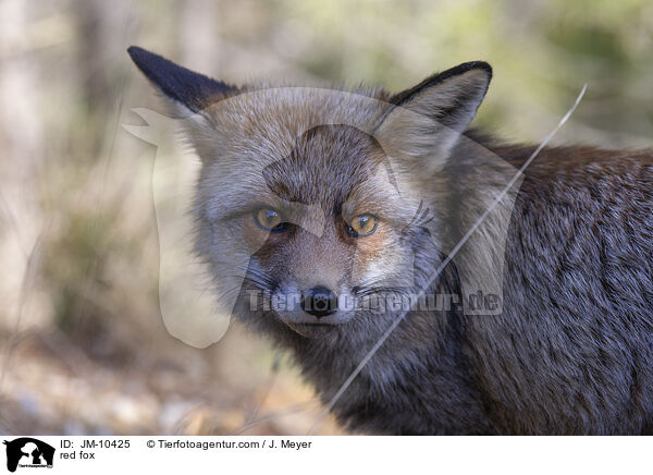 Rotfuchs / red fox / JM-10425