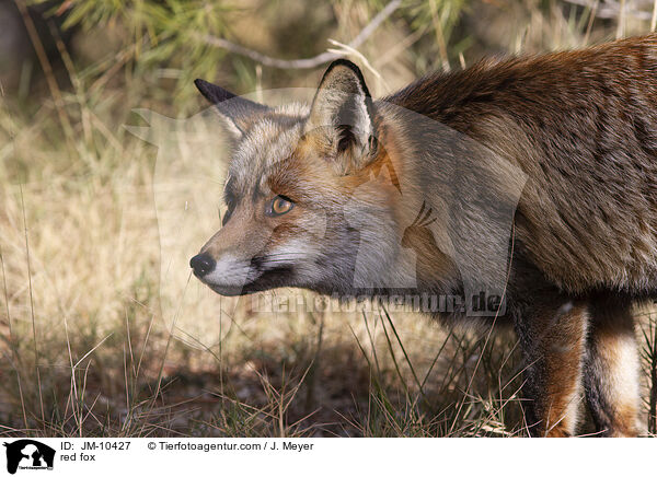 Rotfuchs / red fox / JM-10427
