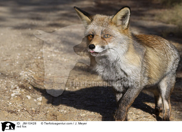 Rotfuchs / red fox / JM-10428