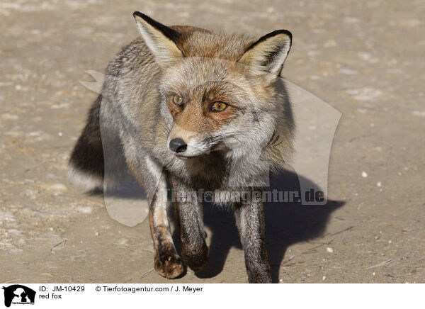 Rotfuchs / red fox / JM-10429