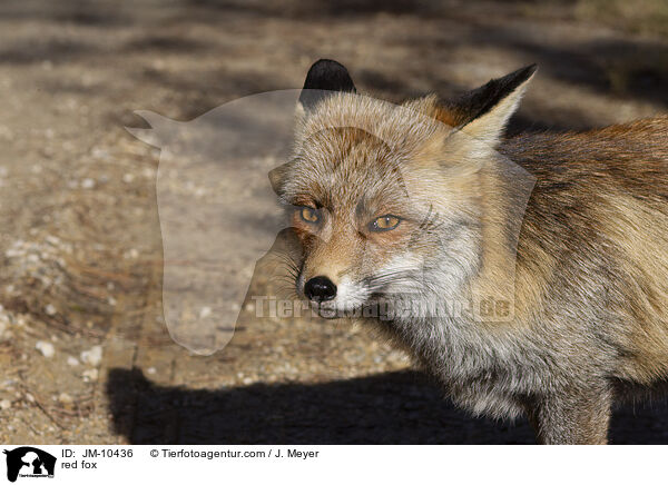 Rotfuchs / red fox / JM-10436