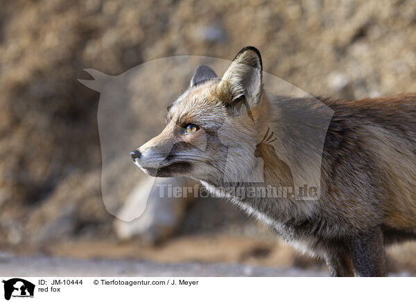 Rotfuchs / red fox / JM-10444