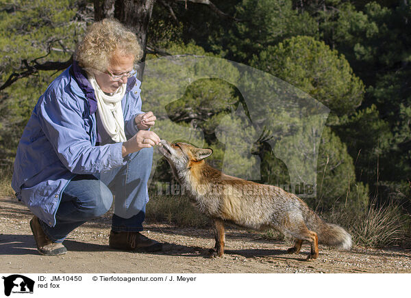 red fox / JM-10450