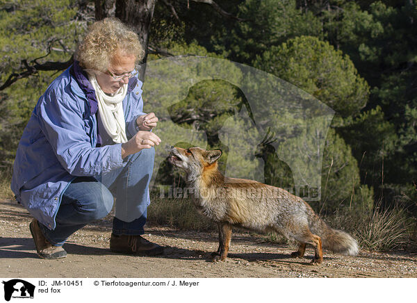 Rotfuchs / red fox / JM-10451