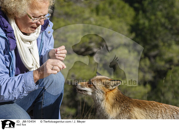 red fox / JM-10454