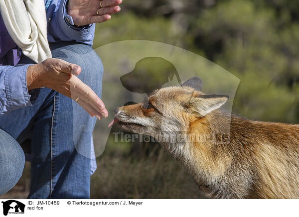 red fox / JM-10459