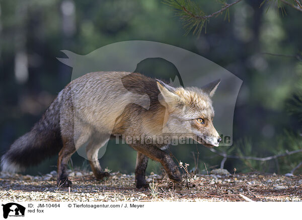 Rotfuchs / red fox / JM-10464
