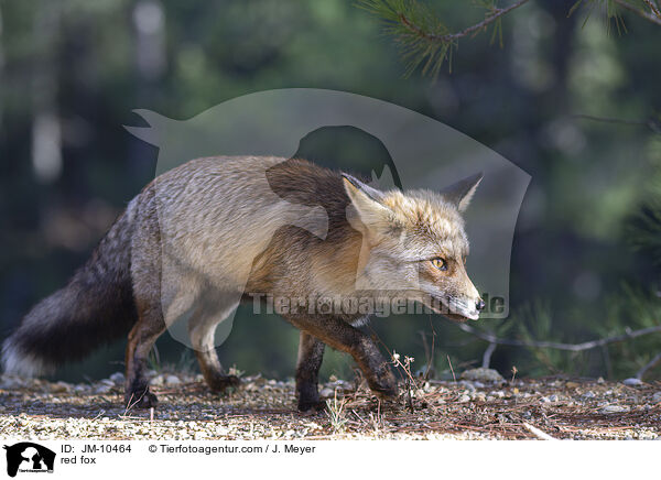 red fox / JM-10464