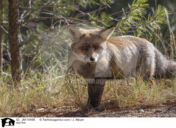 Rotfuchs / red fox / JM-10466