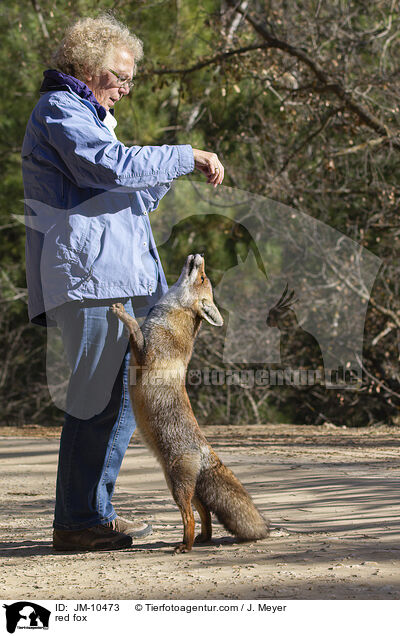 Rotfuchs / red fox / JM-10473
